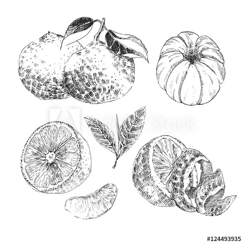 500x500 Vintage Ink Hand Drawn Collection Of Citrus Fruits Sketch - Fruits Sketch Images