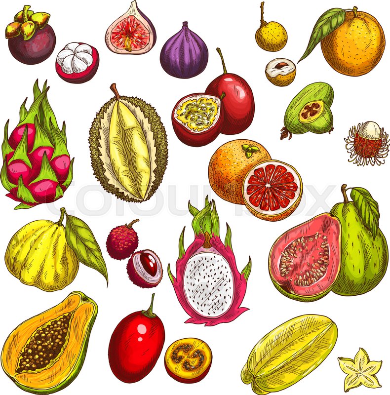 790x800 Exotic Tropical Fruits Sketch Icons. Vector Isolated Set Of Durian - Fruits Sketch Images