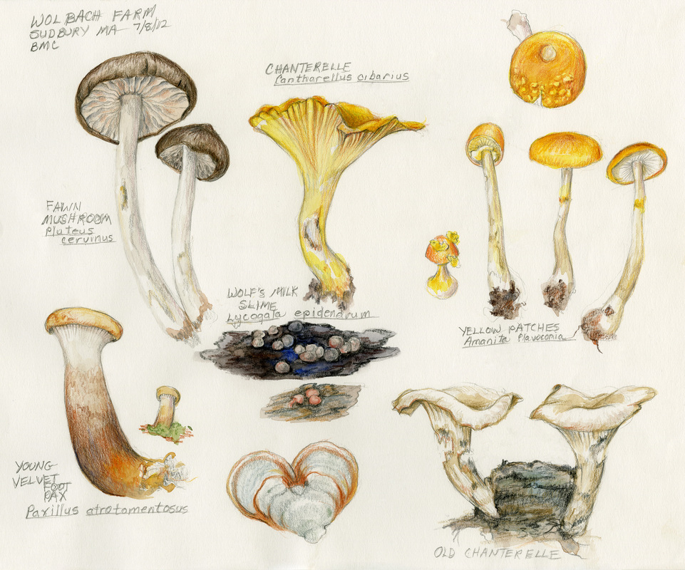 961x800 Drawing Mushrooms - Fungi Sketch