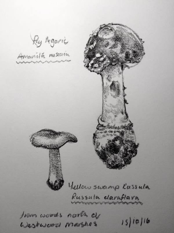 600x800 Day 289, Of My 2016 Sketch A Day Challenge - Fungi Sketch