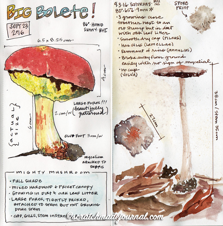 750x758 Drawing Amp Painting Mushrooms Scratchmade Journal - Fungi Sketch