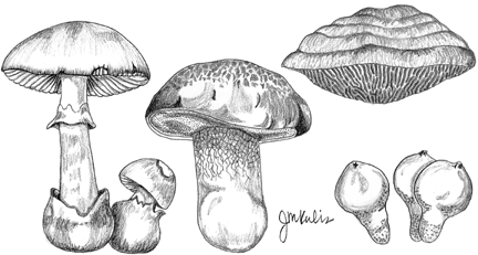 432x231 Fungi Causing Tree Diseases Forest Pathology - Fungi Sketch