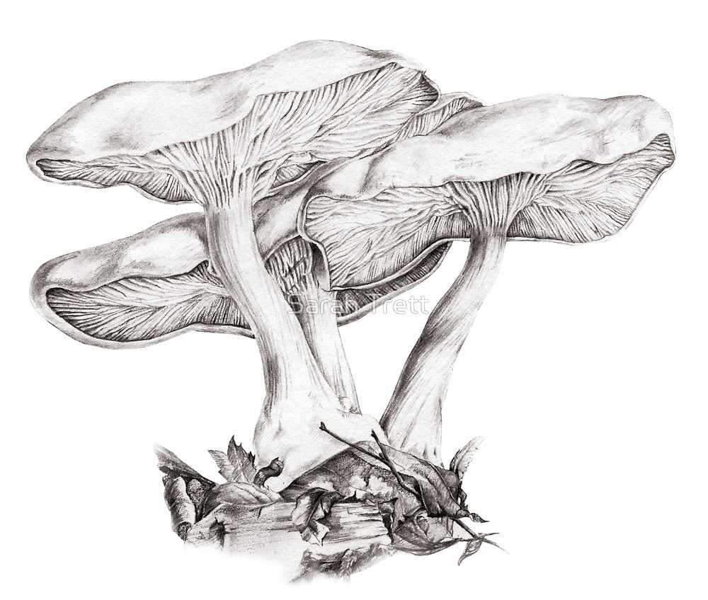 1000x848 Fungi Mushroom Study Mono Pencil Drawing By Sarah Trett Redbubble - Fungi Sketch