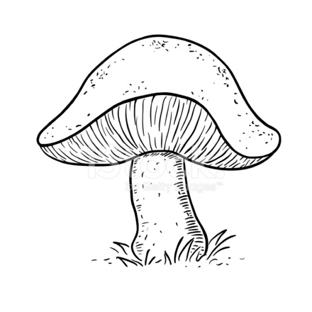 440x440 Mushroom Sketch Stock Vector - Fungi Sketch