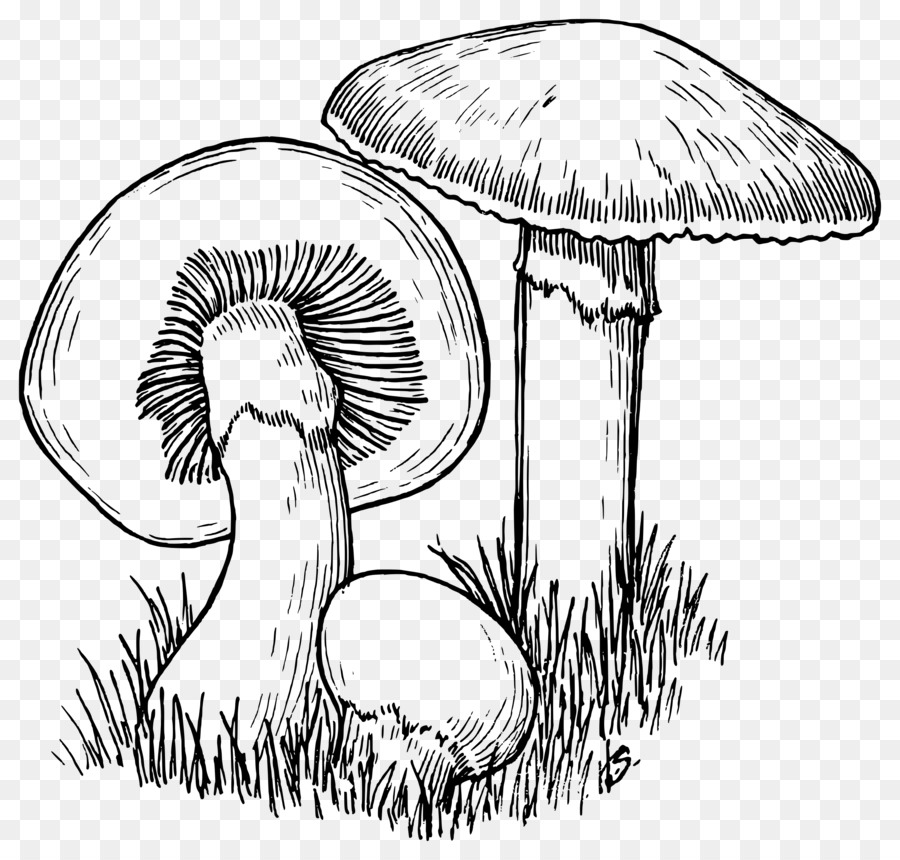 900x860 Mushroom Hunting Drawing Line Art - Fungi Sketch