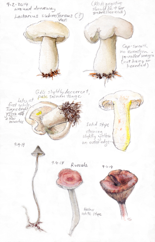 515x800 Peregrinations Of An Illustrator - Fungi Sketch