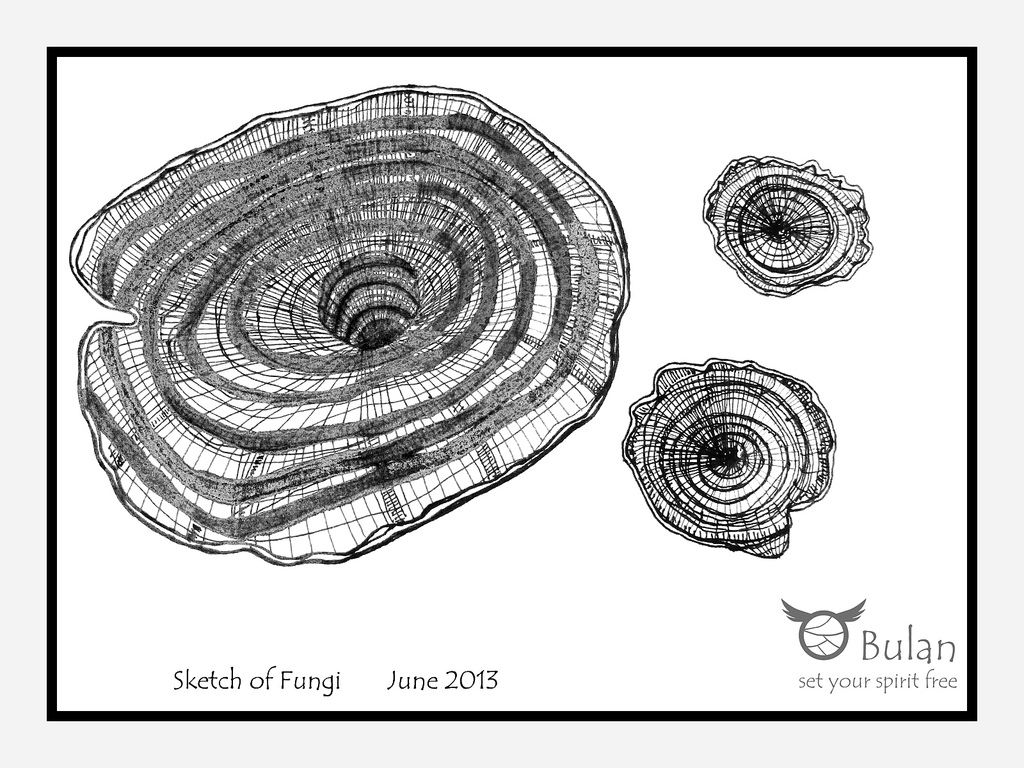 1024x768 Sketch Of Fungi Wood Like Mushroom In Kaeng Krachan - Fungi Sketch