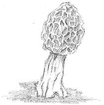 210x212 U Haul Supergraphics The Parts Of A Mushroom - Fungi Sketch