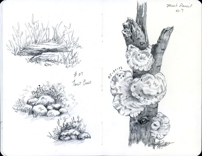683x527 Sbwatercolors And Sketching Branch And Fungi Sketch - Fungi Sketch