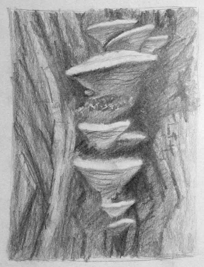 695x909 Bracket Fungi (Sketch) - Fungi Sketch
