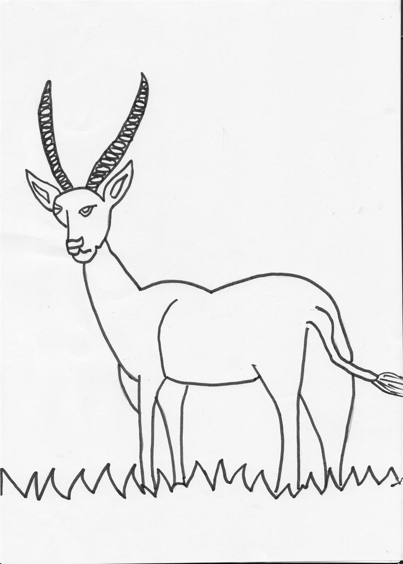 786x1100 Funny Animal Coloring Pages For Kids - Funny Animal Sketch