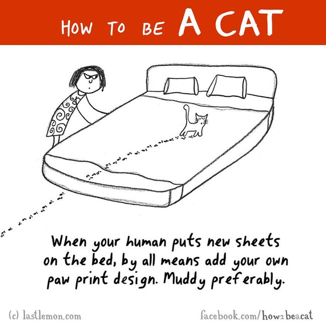 650x646 How To Be A Cat (27 Funny Illustrations) - Funny Cat Sketch