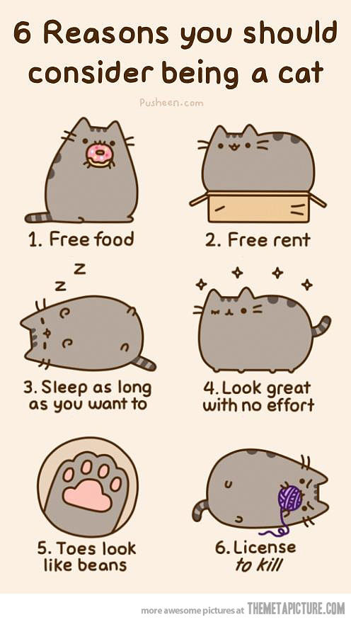 496x878 Funny Cat Drawings Cute Uploaded By Myfunnyphotos - Funny Cat Sketch
