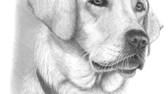 570x320 Gallery Cute Dog Sketches, - Funny Dog Sketch
