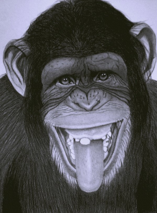 600x816 Funny Monkey Sketch Poison World - Funny Monkey Sketch