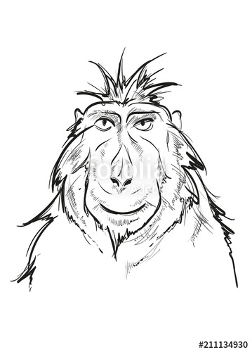 359x500 Funny Monkey Head. Vector Sketch On White Background. Stock Image - Funny Monkey Sketch
