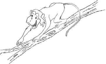 362x219 Drawing Cartoons - Funny Monkey Sketch