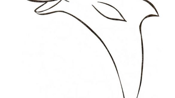 585x329 Pretty Dolphin Pictures For Coloring Dolphins Pages Free Funny - Funny Sketch Ideas