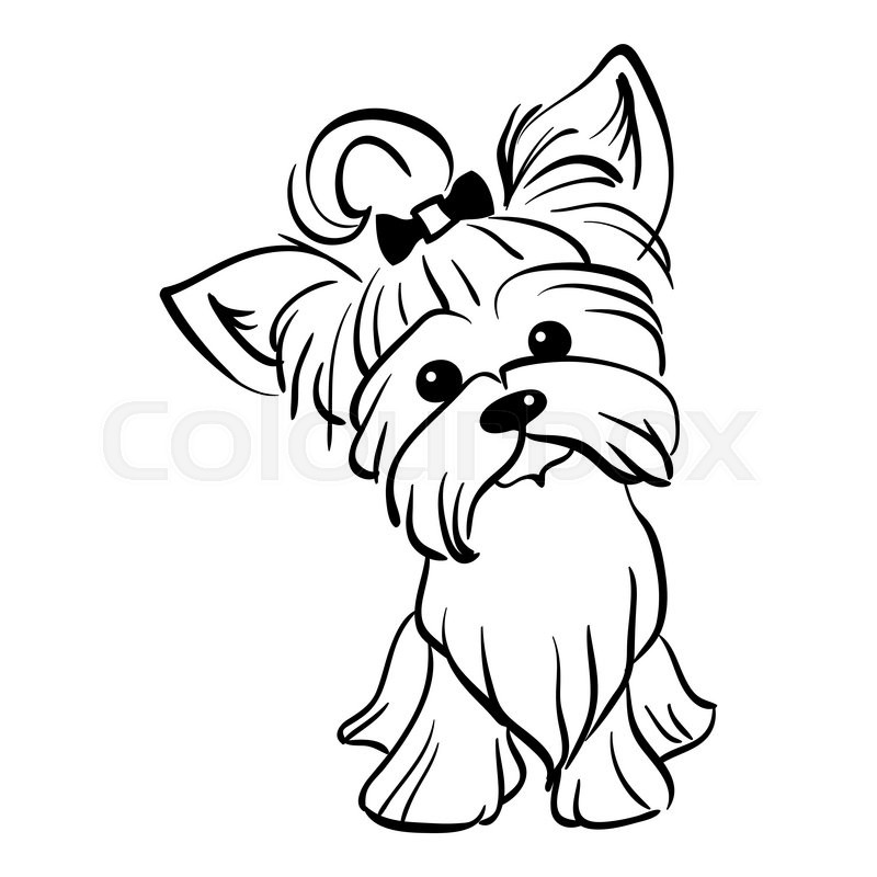 800x800 Sketch Funny Dog Yorkshire Terrier Breed Sitting Hand Drawing - Funny Sketch Images
