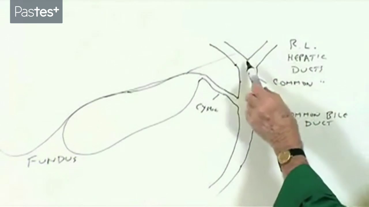 1280x720 Medical Student Finals Anatomy - Gallbladder Sketch