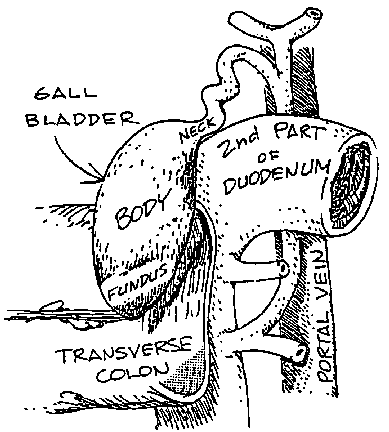 389x432 Structure And Function Of The Liver, Gallbladder, Pancreas, And - Gallbladder Sketch