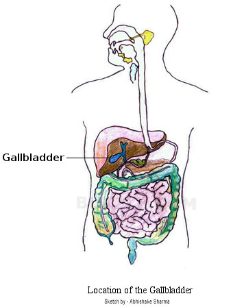 356x448 Where Exactly Is The Gallbladder Located - Gallbladder Sketch