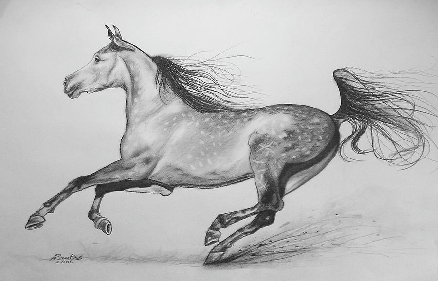 900x578 Galloping Horse Drawing By Agris Rautins - Galloping Horse Sketch