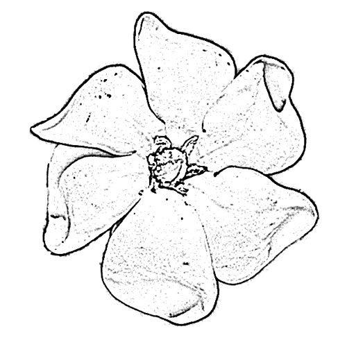 500x500 Gardenia Flower Sketch - Gardenia Flower Sketch