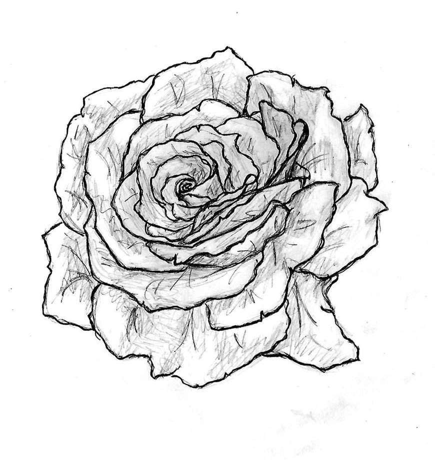 870x919 Gardenia By Sjkpoi - Gardenia Flower Sketch