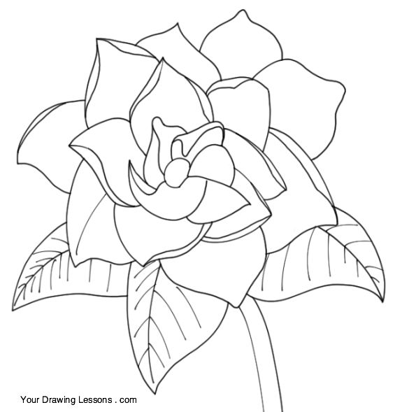 565x589 Gardenia Flower Drawing Painting Ideas For Crafts - Gardenia Flower Sketch
