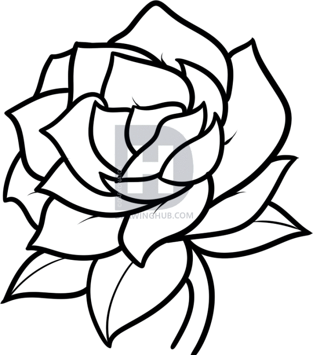 636x720 How To Draw A Gardenia, Step By Step, Drawing Guide, By Darkonator - Gardenia Flower Sketch