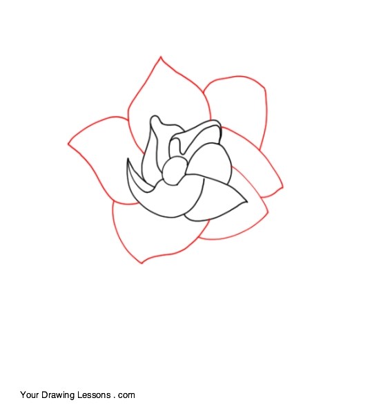 565x589 How To Draw A Gardenia Your Drawing Lessons - Gardenia Flower Sketch