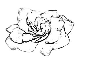 300x214 White Gardenia Drawings Fine Art America - Gardenia Flower Sketch