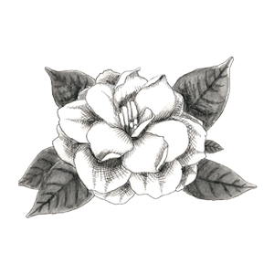 300x300 Collection Of Free Gardenia Drawing Plant. Download On Ubisafe - Gardenia Flower Sketch