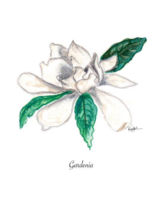 570x713 Floral Illustration Watercolor Painting Print Gardenia Chic Etsy - Gardenia Flower Sketch