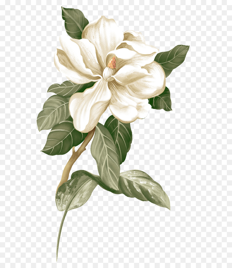 Gardenia Flower Sketch at Explore collection of