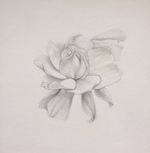 295x300 Gardenia Jasminoides Home Drawing On 12x12 Canvas By - Gardenia Sketch