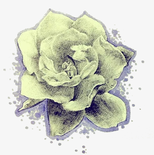 530x533 Gardenia Sketch, Hand, Sketch, Decorate Png Image And Clipart For - Gardenia Sketch
