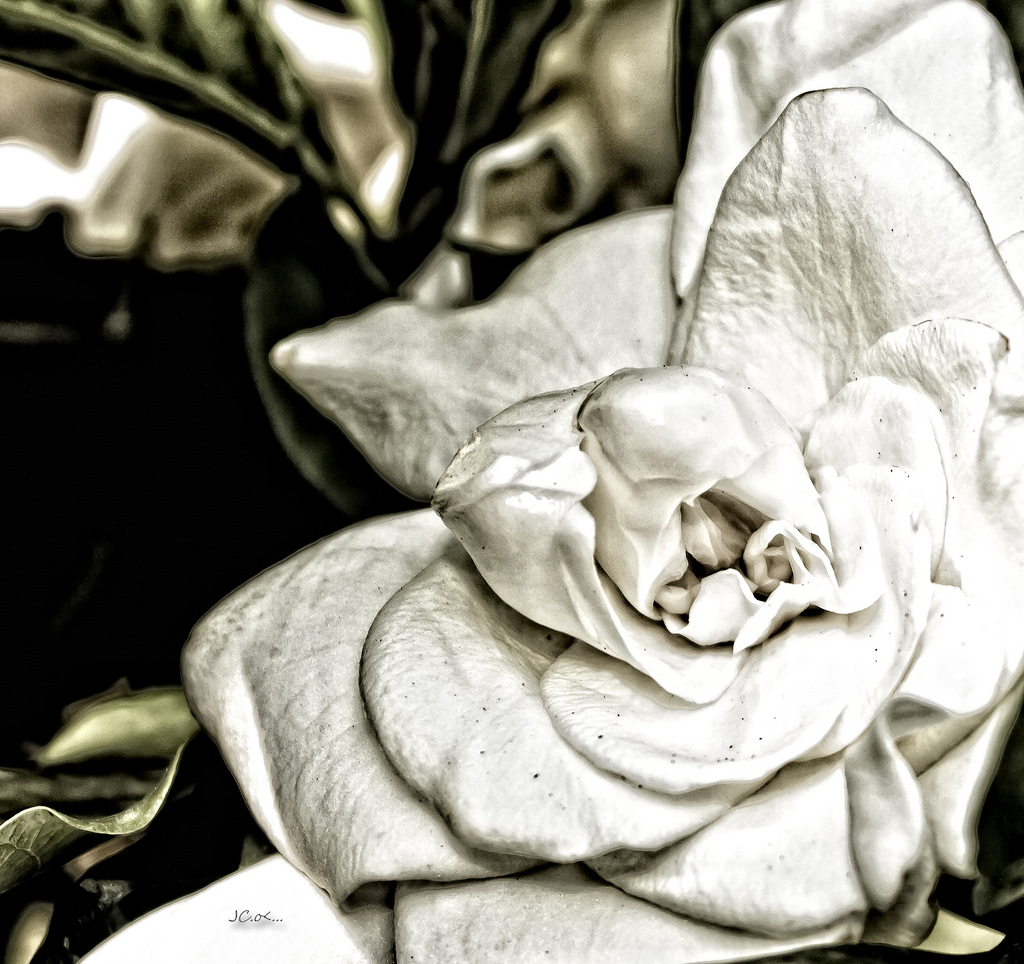 1024x964 Gardenia Sketch Angel H. Juarbe - Gardenia Sketch