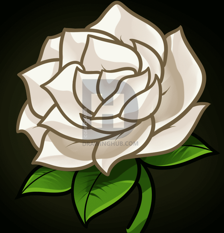 785x819 How To Draw A Gardenia, Step By Step, Drawing Guide, By Darkonator - Gardenia Sketch