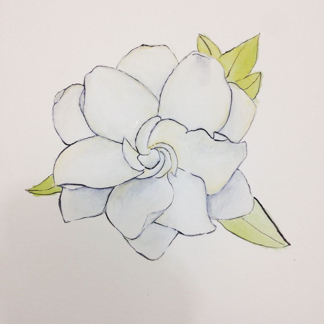 Gardenia Sketch at Explore collection of Gardenia