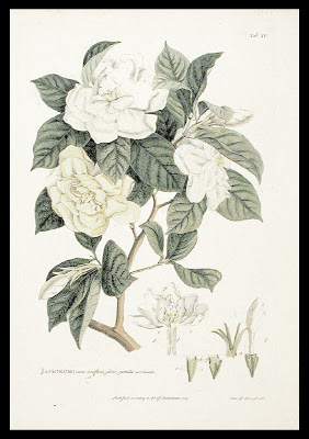 282x400 Pencil And Leaf March 2009 - Gardenia Sketch