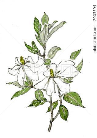 317x450 Gardenia, Cape Jasmine, Sketch - Gardenia Sketch