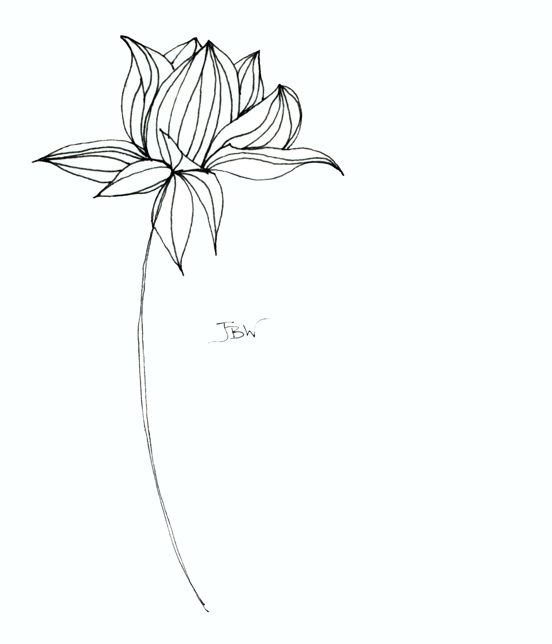 1896x2214 Gardenia 125 Images Project - Gardenia Sketch