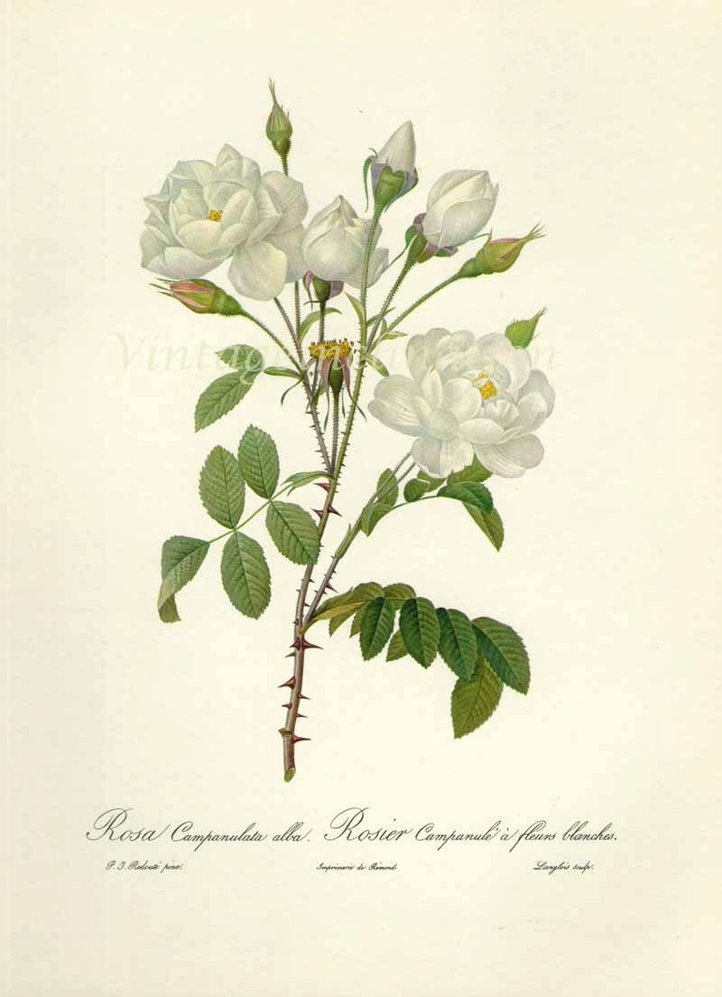 800x1104 Gardenia Botanical Drawing - Gardenia Sketch