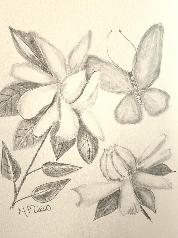 675x900 Gardenia Drawing 1 Drawing By Maria Urso - Gardenia Sketch