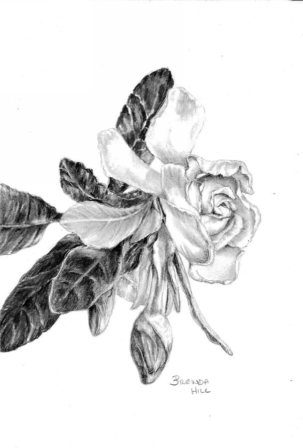 608x900 Gardenia Drawing By Brenda Hill - Gardenia Sketch