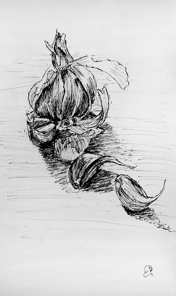 612x1024 Garlic Sketch Quick Sketch Of A Head Of Garlic. Bparker321 - Garlic Sketch