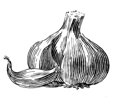 500x430 Garlic Sketch.jpg Bascomfamilyfarms - Garlic Sketch