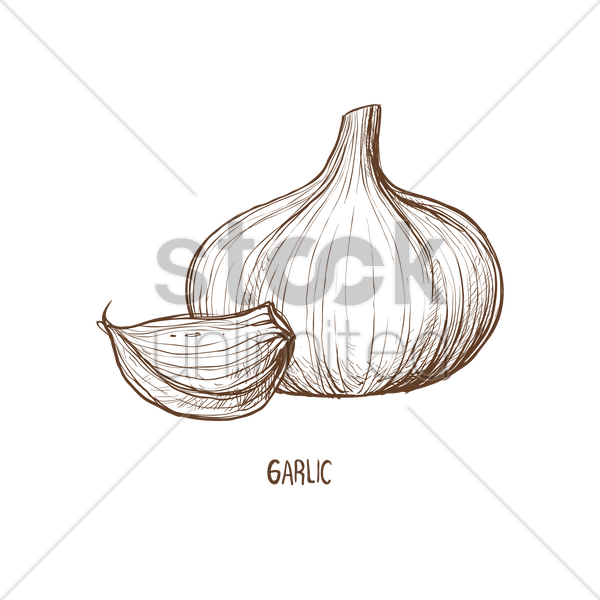 600x600 Garlic Vector Image - Garlic Sketch